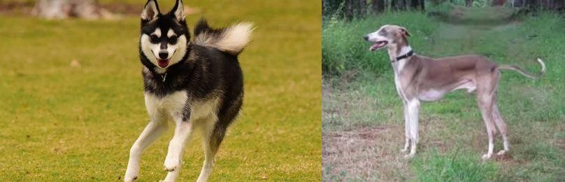 Mudhol Hound vs Alaskan Klee Kai - Breed Comparison