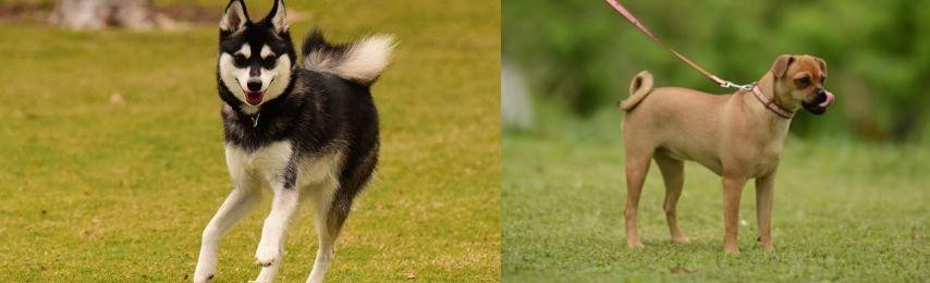 Muggin vs Alaskan Klee Kai - Breed Comparison