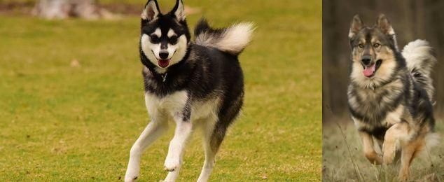 Native American Indian Dog vs Alaskan Klee Kai - Breed Comparison