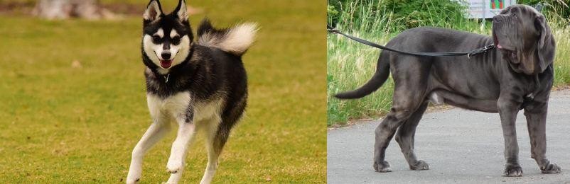 Neapolitan Mastiff vs Alaskan Klee Kai - Breed Comparison