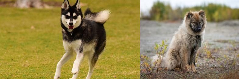 Nenets Herding Laika vs Alaskan Klee Kai - Breed Comparison