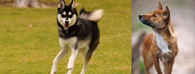 New Guinea Singing Dog vs Alaskan Klee Kai - Breed Comparison
