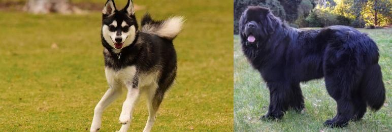 Newfoundland Dog vs Alaskan Klee Kai - Breed Comparison
