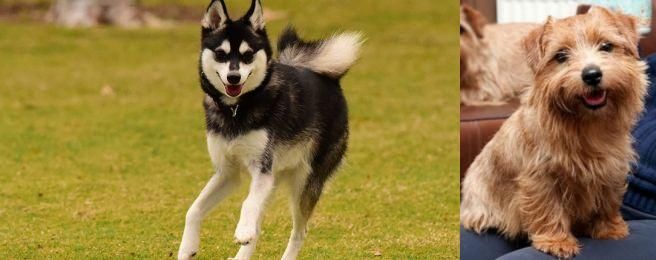 Norfolk Terrier vs Alaskan Klee Kai - Breed Comparison