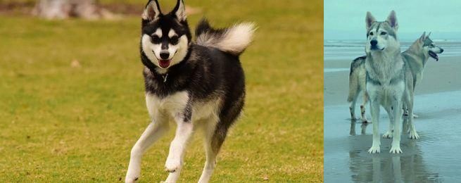 Northern Inuit Dog vs Alaskan Klee Kai - Breed Comparison
