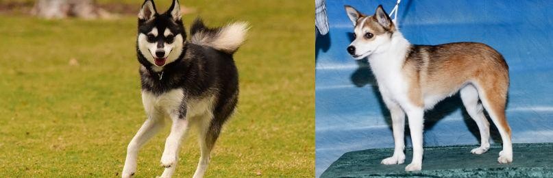 Norwegian Lundehund vs Alaskan Klee Kai - Breed Comparison