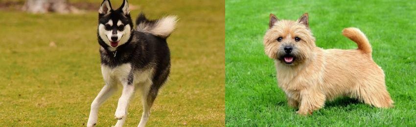 Norwich Terrier vs Alaskan Klee Kai - Breed Comparison
