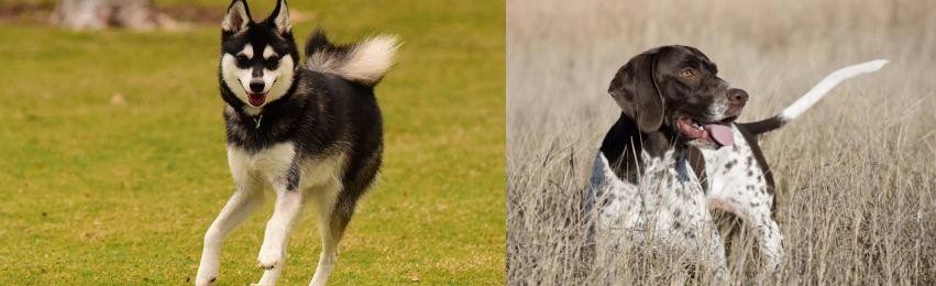 Old Danish Pointer vs Alaskan Klee Kai - Breed Comparison
