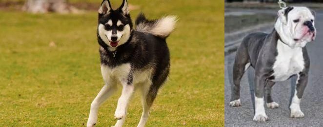 Old English Bulldog vs Alaskan Klee Kai - Breed Comparison