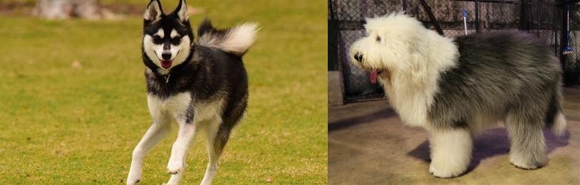 Old English Sheepdog vs Alaskan Klee Kai - Breed Comparison