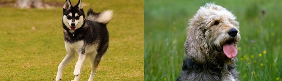 Otterhound vs Alaskan Klee Kai - Breed Comparison