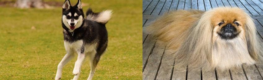 Pekingese vs Alaskan Klee Kai - Breed Comparison