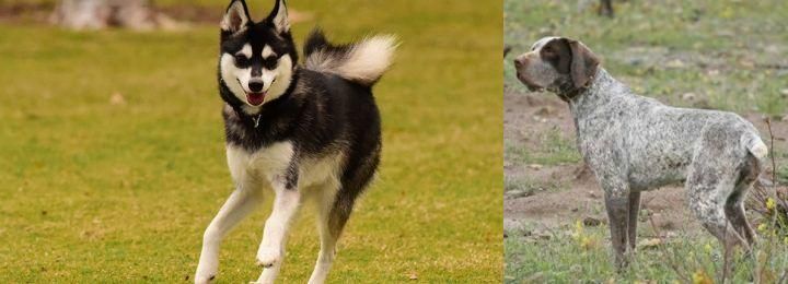 Perdiguero de Burgos vs Alaskan Klee Kai - Breed Comparison