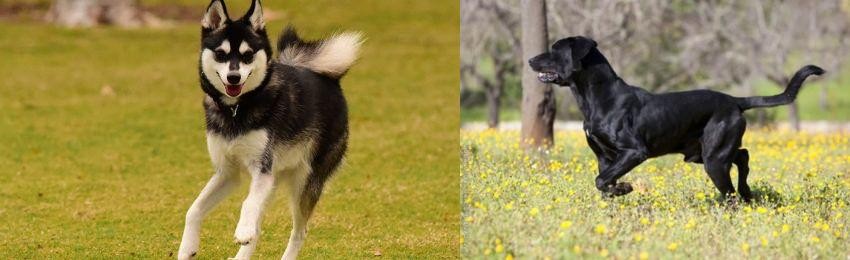 Perro de Pastor Mallorquin vs Alaskan Klee Kai - Breed Comparison