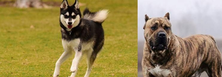 Perro de Presa Canario vs Alaskan Klee Kai - Breed Comparison