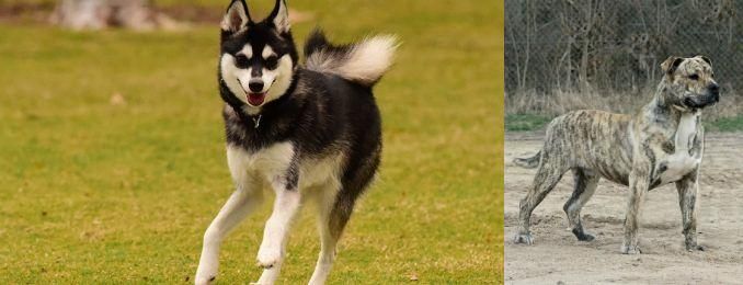 Perro de Presa Mallorquin vs Alaskan Klee Kai - Breed Comparison