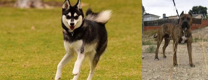 Perro de Toro vs Alaskan Klee Kai - Breed Comparison