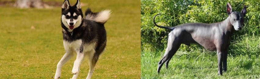 Peruvian Hairless vs Alaskan Klee Kai - Breed Comparison