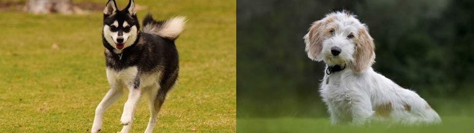 Petit Basset Griffon Vendeen vs Alaskan Klee Kai - Breed Comparison