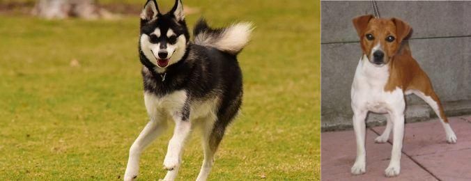 Plummer Terrier vs Alaskan Klee Kai - Breed Comparison