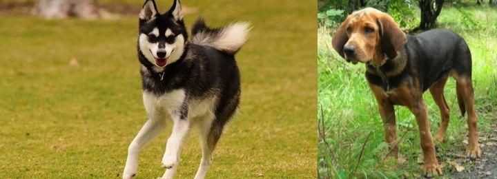 Polish Hound vs Alaskan Klee Kai - Breed Comparison
