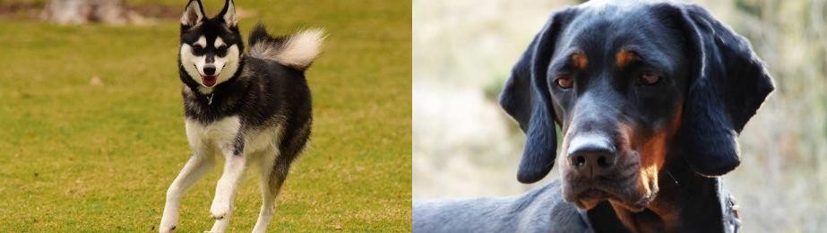 Polish Hunting Dog vs Alaskan Klee Kai - Breed Comparison
