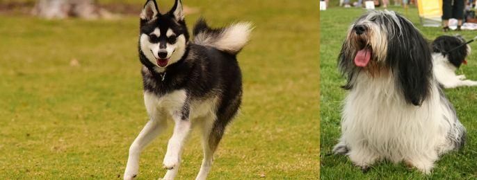 Polish Lowland Sheepdog vs Alaskan Klee Kai - Breed Comparison