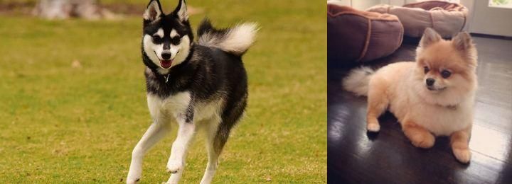Pomeranian vs Alaskan Klee Kai - Breed Comparison