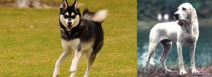 Porcelaine vs Alaskan Klee Kai - Breed Comparison