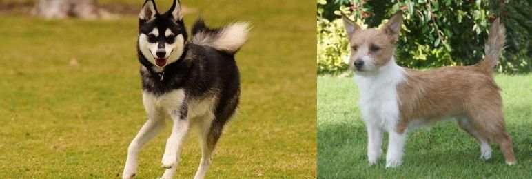 Portuguese Podengo vs Alaskan Klee Kai - Breed Comparison