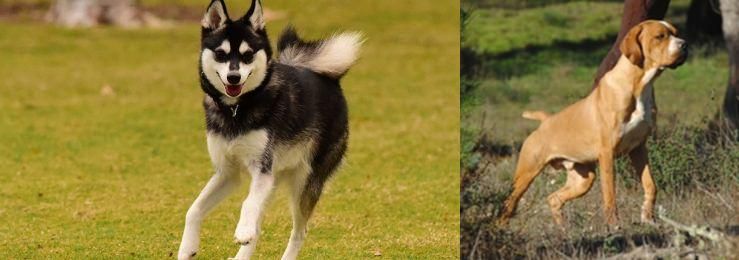 Portuguese Pointer vs Alaskan Klee Kai - Breed Comparison
