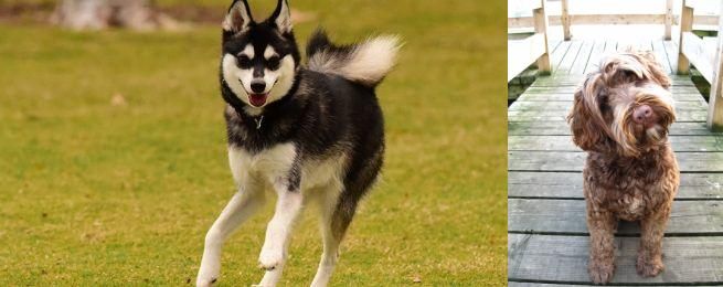 Portuguese Water Dog vs Alaskan Klee Kai - Breed Comparison
