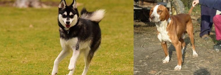Posavac Hound vs Alaskan Klee Kai - Breed Comparison