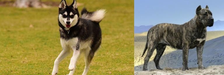 Presa Canario vs Alaskan Klee Kai - Breed Comparison