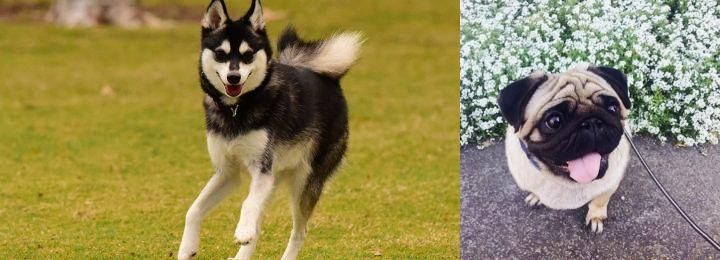 Pug vs Alaskan Klee Kai - Breed Comparison