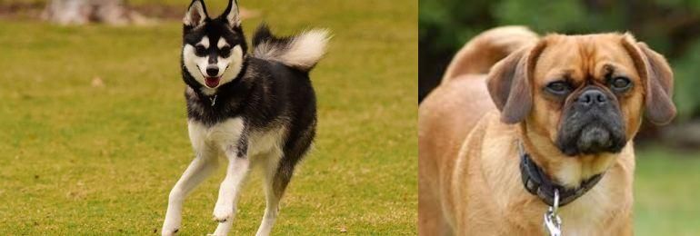 Pugalier vs Alaskan Klee Kai - Breed Comparison
