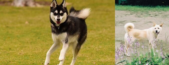 Pungsan Dog vs Alaskan Klee Kai - Breed Comparison