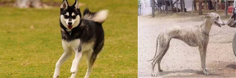 Rampur Greyhound vs Alaskan Klee Kai - Breed Comparison