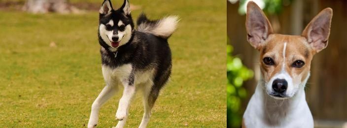Rat Terrier vs Alaskan Klee Kai - Breed Comparison