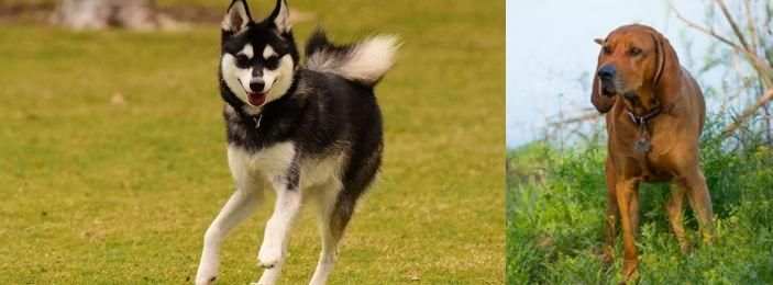 Redbone Coonhound vs Alaskan Klee Kai - Breed Comparison