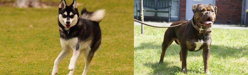 Renascence Bulldogge vs Alaskan Klee Kai - Breed Comparison