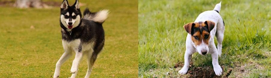 Russell Terrier vs Alaskan Klee Kai - Breed Comparison