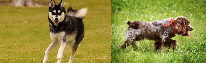 Russian Spaniel vs Alaskan Klee Kai - Breed Comparison