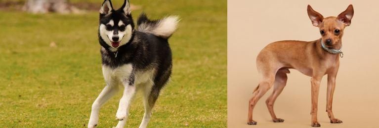 Russian Toy Terrier vs Alaskan Klee Kai - Breed Comparison