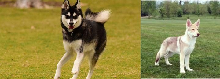 Saarlooswolfhond vs Alaskan Klee Kai - Breed Comparison