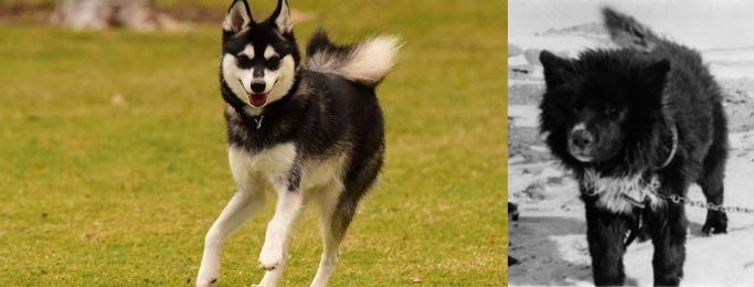 Sakhalin Husky vs Alaskan Klee Kai - Breed Comparison
