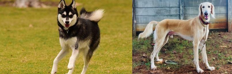Saluki vs Alaskan Klee Kai - Breed Comparison