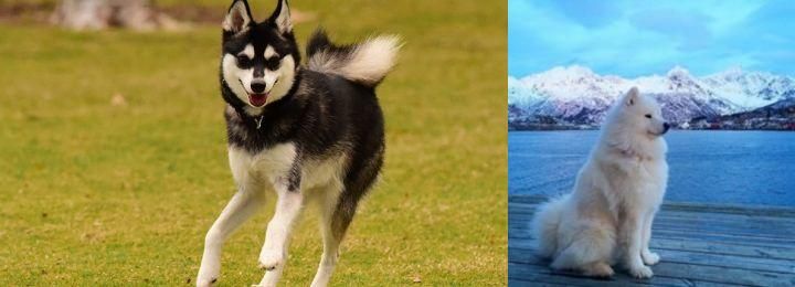 Samoyed vs Alaskan Klee Kai - Breed Comparison