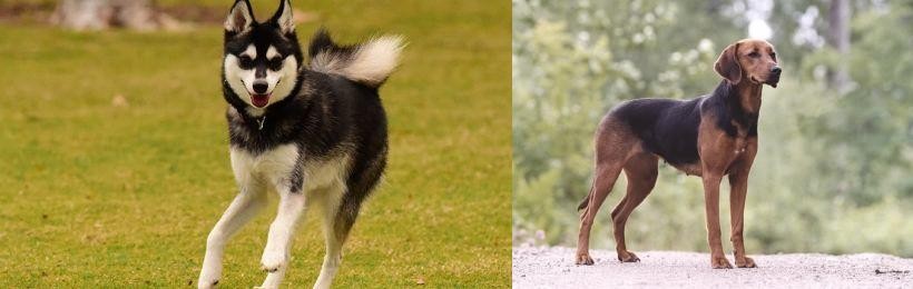 Schillerstovare vs Alaskan Klee Kai - Breed Comparison