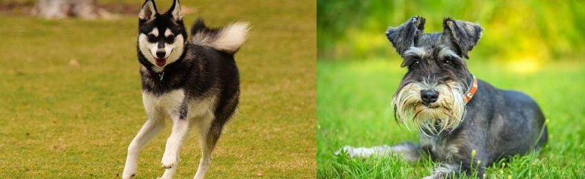 Schnauzer vs Alaskan Klee Kai - Breed Comparison